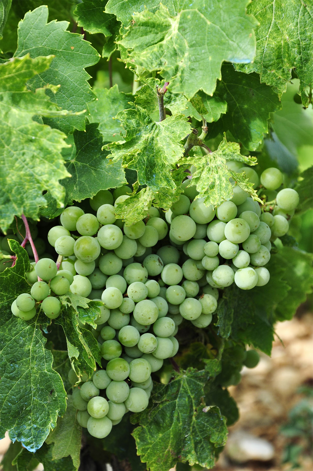 瑚珊(Roussanne)-yearts