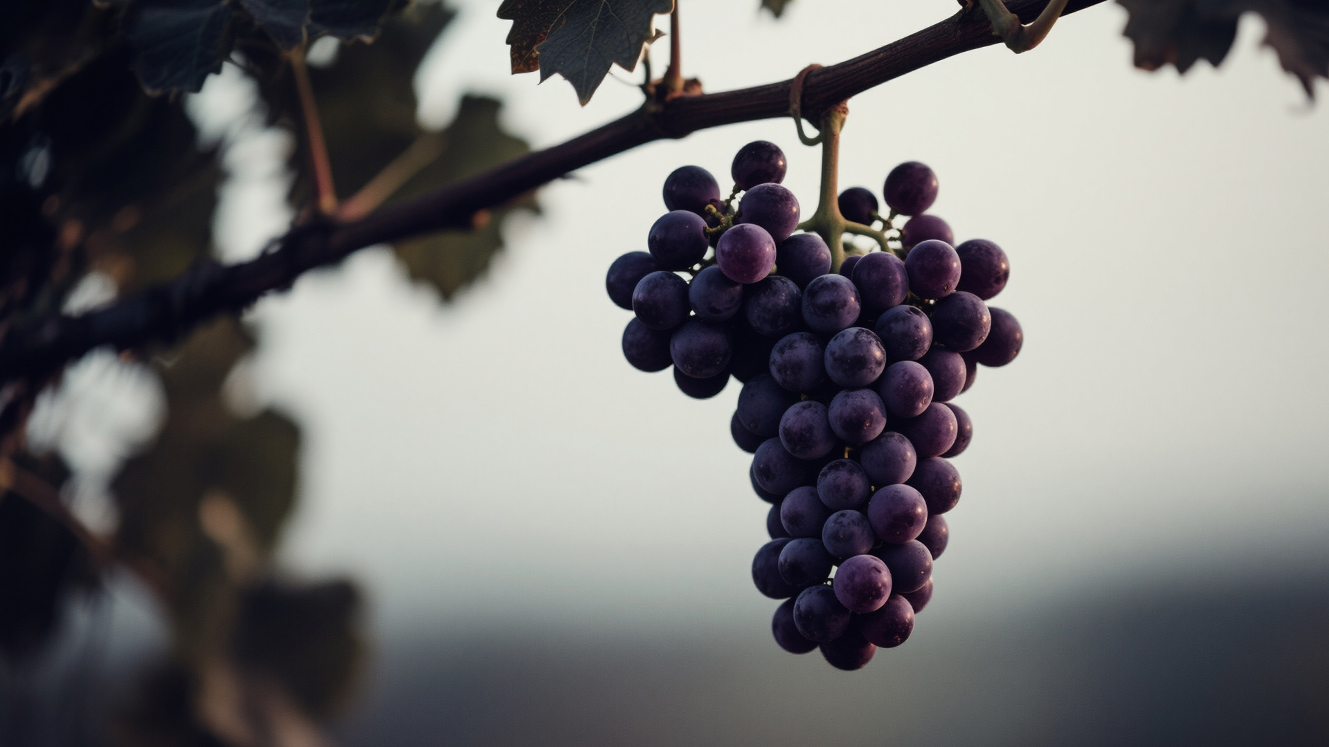 梅洛(Merlot)-yearts