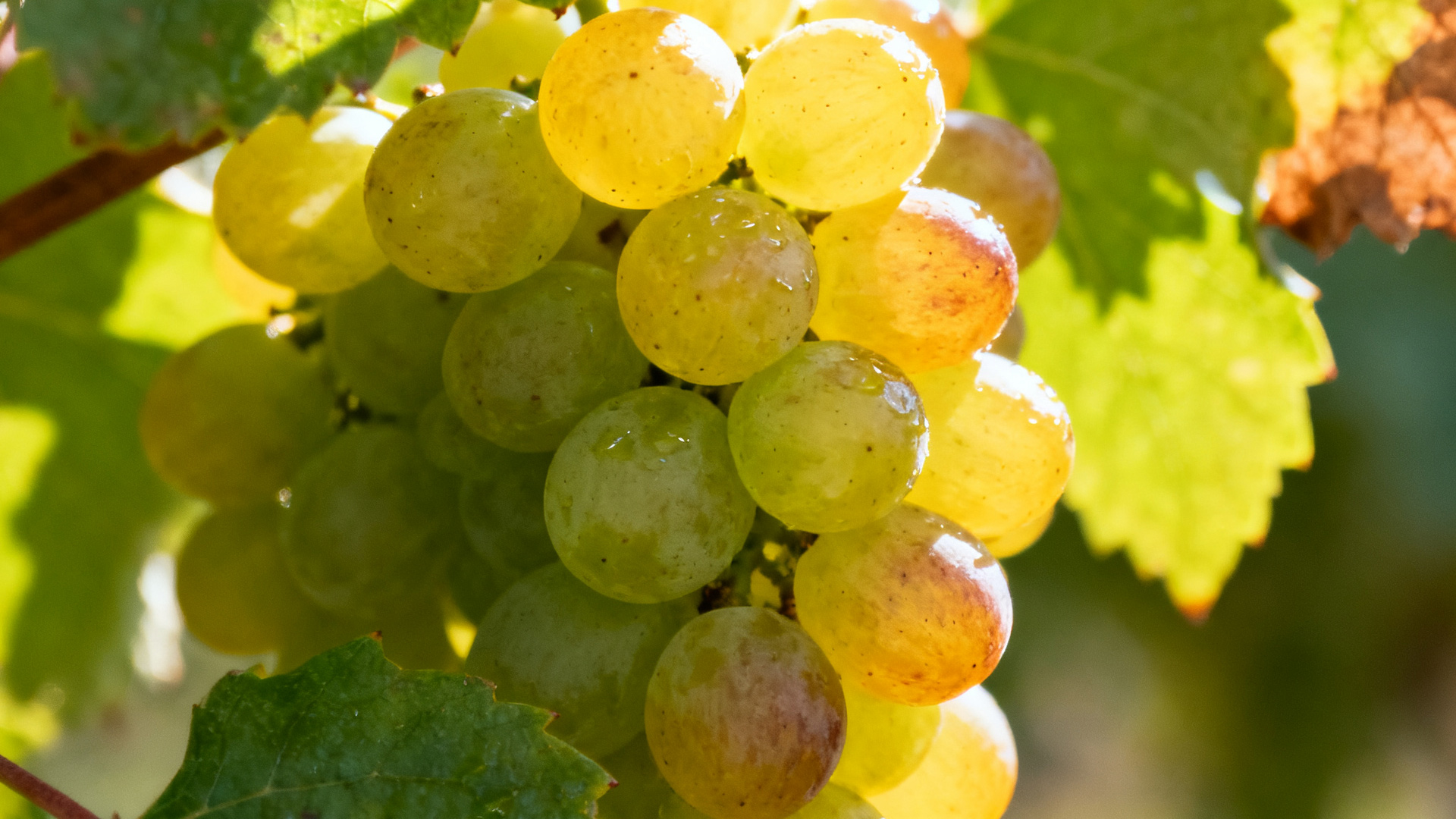 瑚珊(Roussanne)-yearts