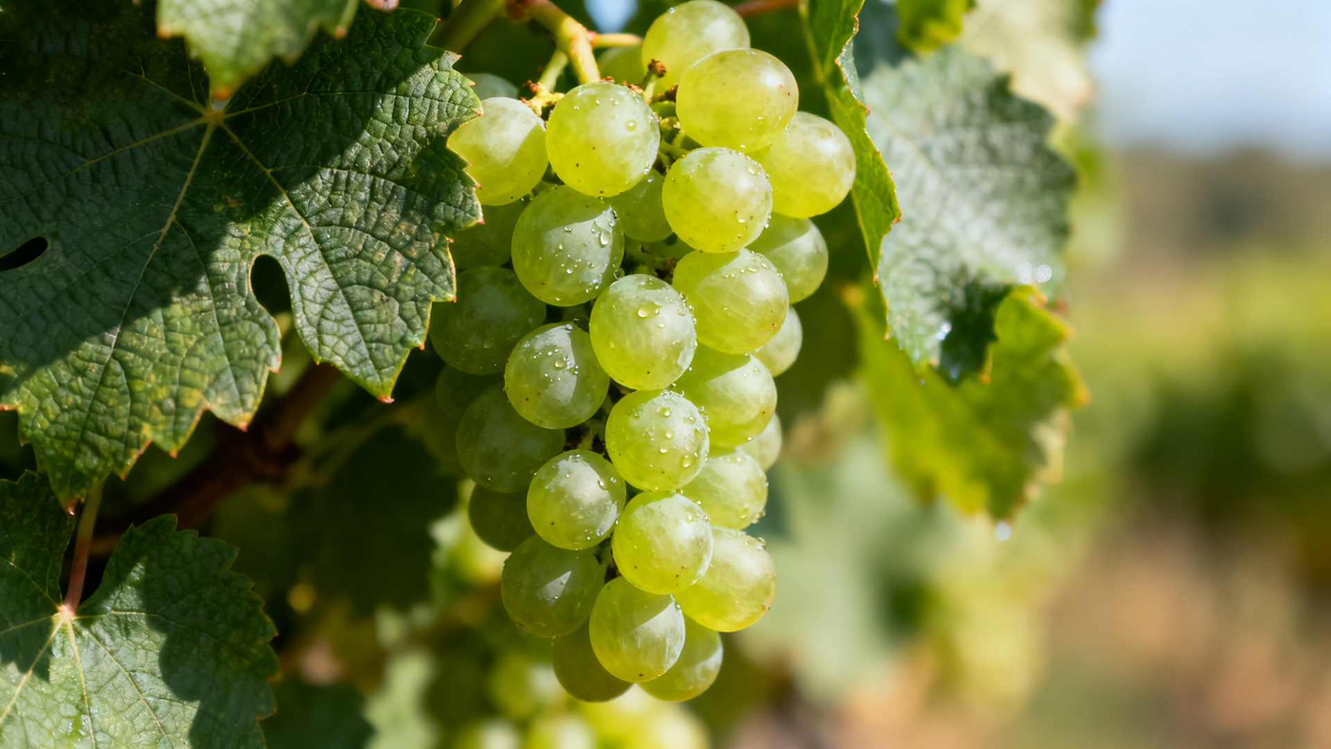 赛美蓉(Semillon)-yearts