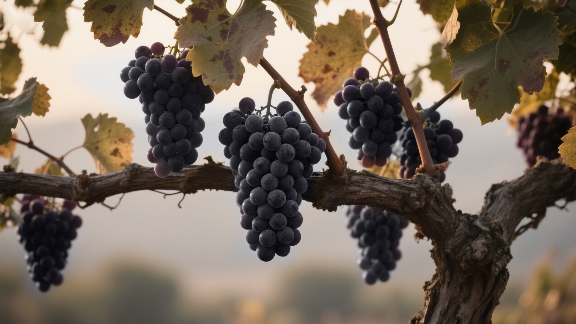 黑皮诺(Pinot Noir)-yearts